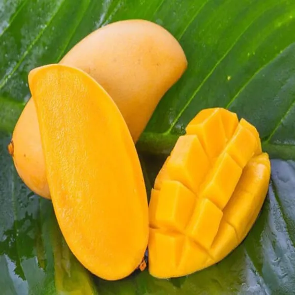 Baganpalli_Mango_Plant_|_Hybrid_Grafted_Plant_(1.5-2_Feet_Height_Pack_Of_1)