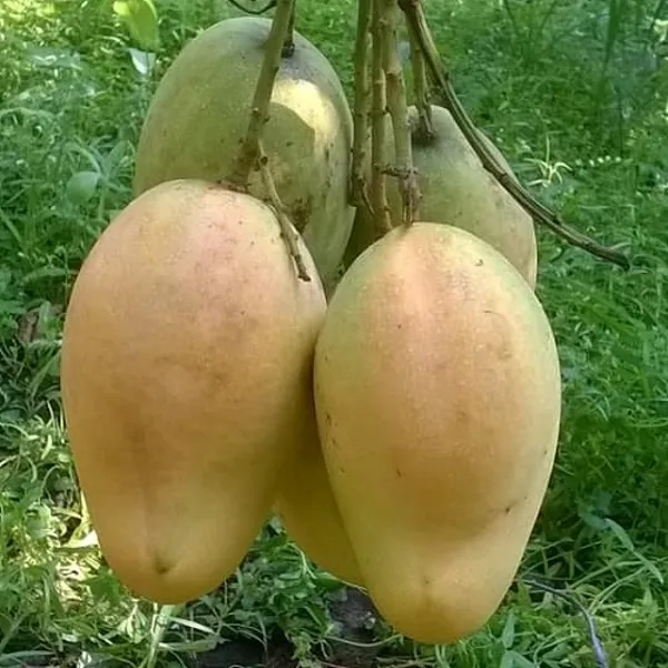 All_Time_Sweet_Bari_-11_Mango_Plant_|_Hybrid_Grafting_Plant_(Pack_Of_1)