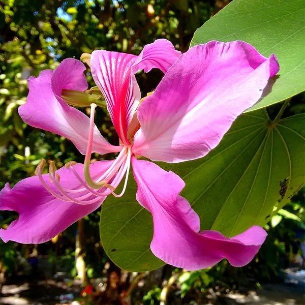 Bauhinia_Purpurea_(Hybrid_Pink)