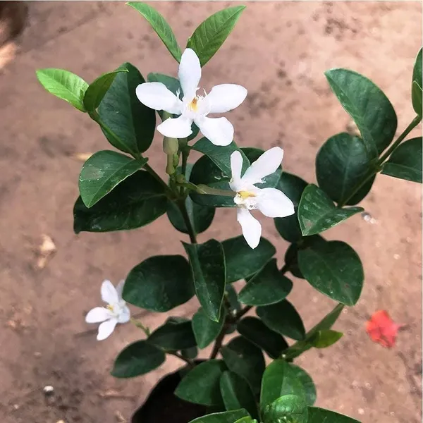 Bhutan_Mallika_Flower_Plant