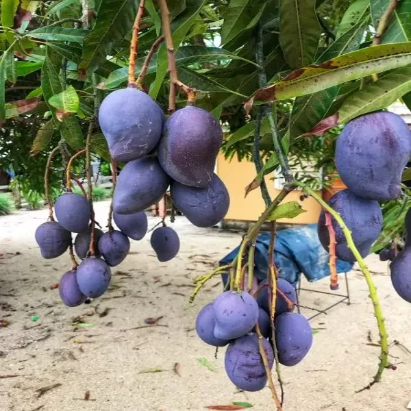 Black_Stone_Mango_|_Hybrid_Grafted_Plant_(Pack_Of_1)