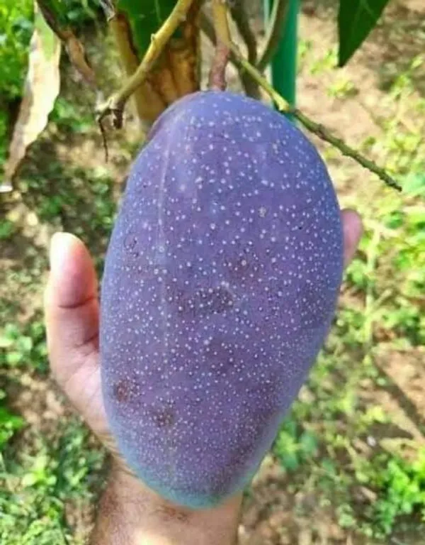 Black_Stone_Mango_|_Hybrid_Grafted_Plant_(Pack_Of_1)