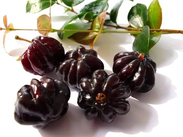 Black_Surinam_cherry_Fruit_Plant