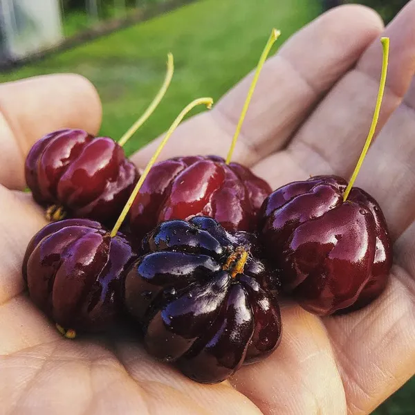Black_Surinam_cherry_Fruit_Plant
