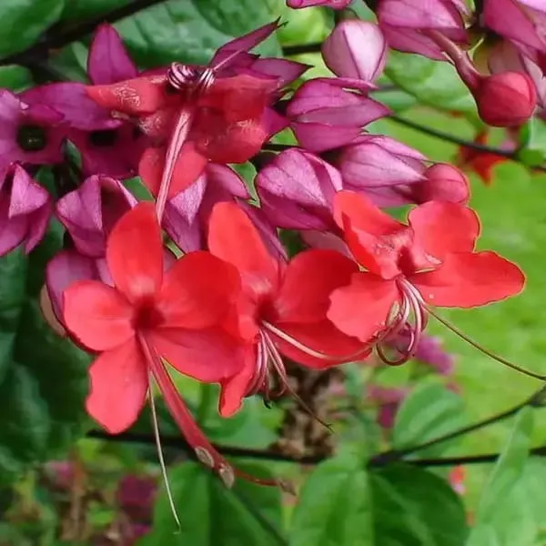 Bleeding_Heart_Vine_Red_Flower_Plant