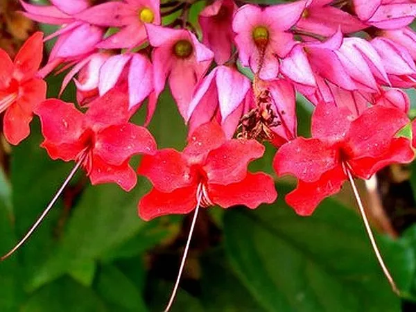 Bleeding_Heart_Vine_Red_Flower_Plant