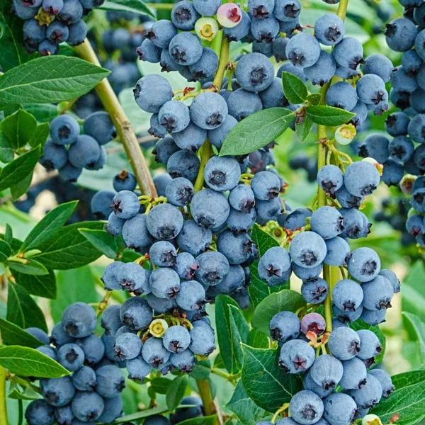 Blueberry_Fruit_Plant_(Pack_Of_1)