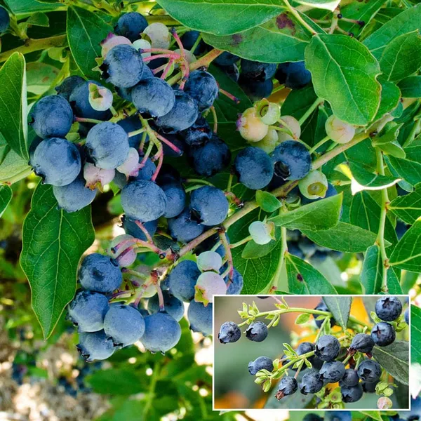 Blueberry_Fruit_Plant_(Pack_Of_1)