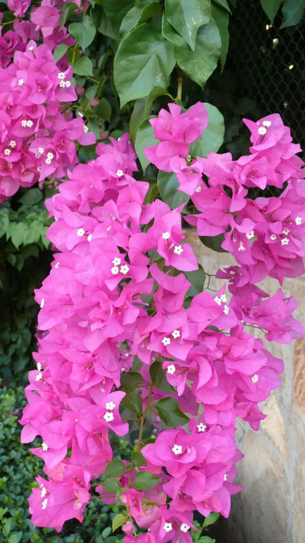 Bougainvillea_Pink_|_Flowering_Plant