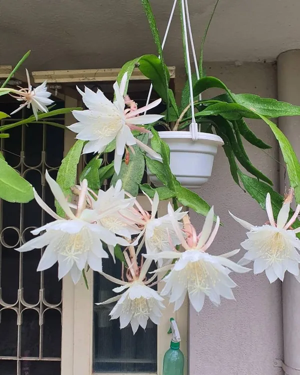 Brahma_Kamal_Flowering_Plant_(White)_(Pack_Of_1)