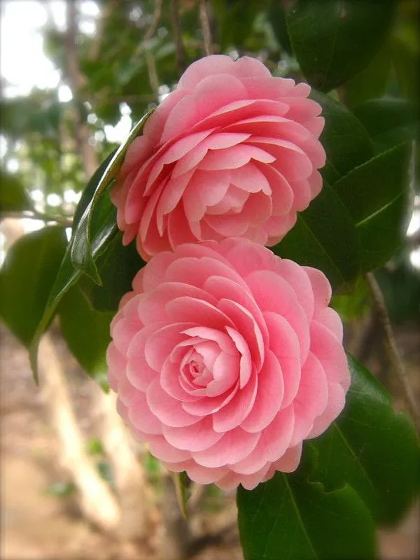 Camellia_Flower_Plant_(1.5-3_Feet_Height_Pack_Of_1)