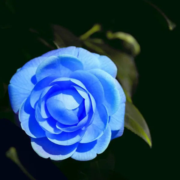 Camellia_Flower_Plant__(1.5-2_Feet_Height_Pack_Of_1)