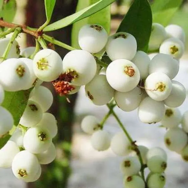Cat_Eye_Fruit_Plant