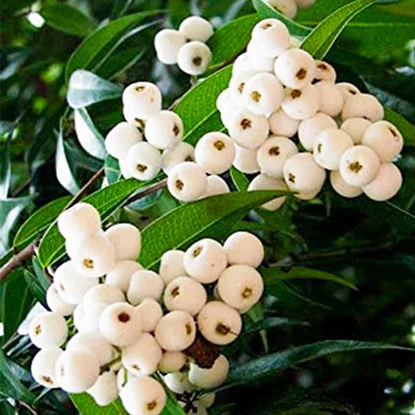 Cat_Eye_Fruit_Plant