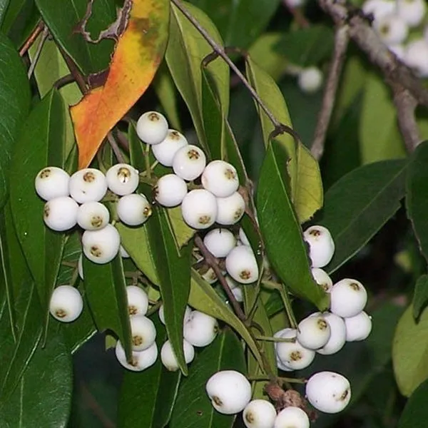 Cat_Eye_Fruit_Plant