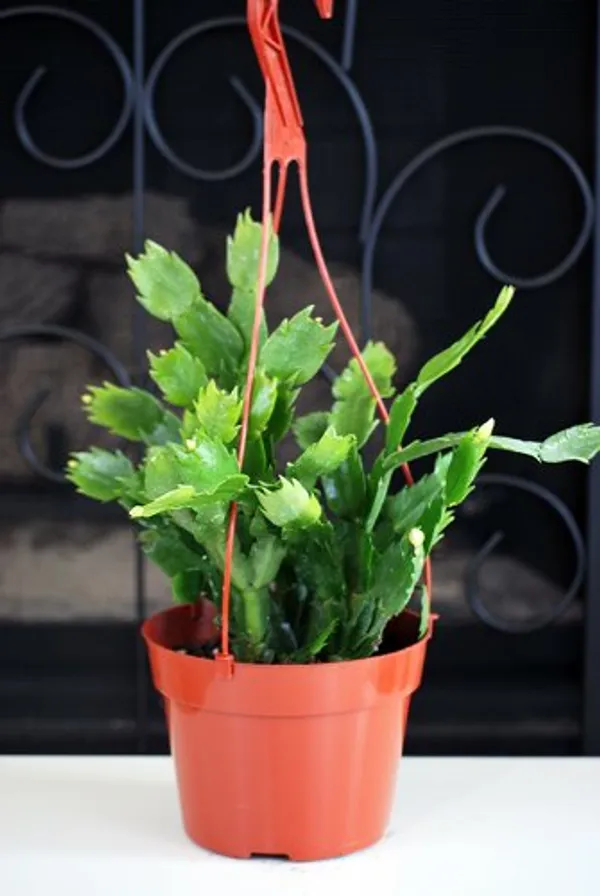 Christmas_Cactus_Plant_Without_Pot_5