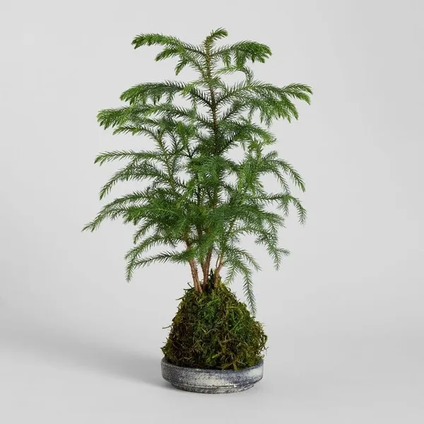 Christmas_Tree_Hybrid_Plant_5