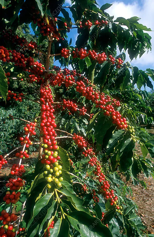 Coffee_Fruit_Plant_(1.5-2_Feet_Height_Pack_Of_1)