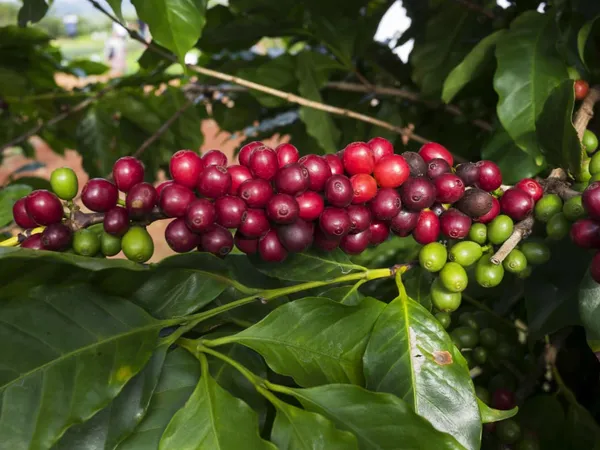 Coffee_Fruit_Plant_(1.5-2_Feet_Height_Pack_Of_1)