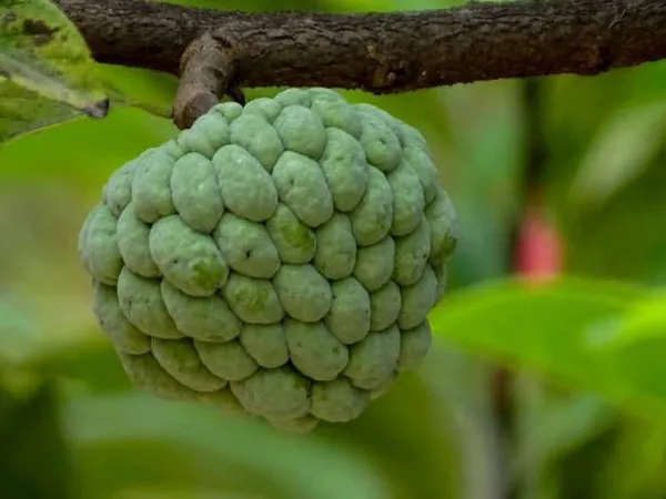 Custard_Apple_Plant_Sitaphal__(Pack_Of_1)