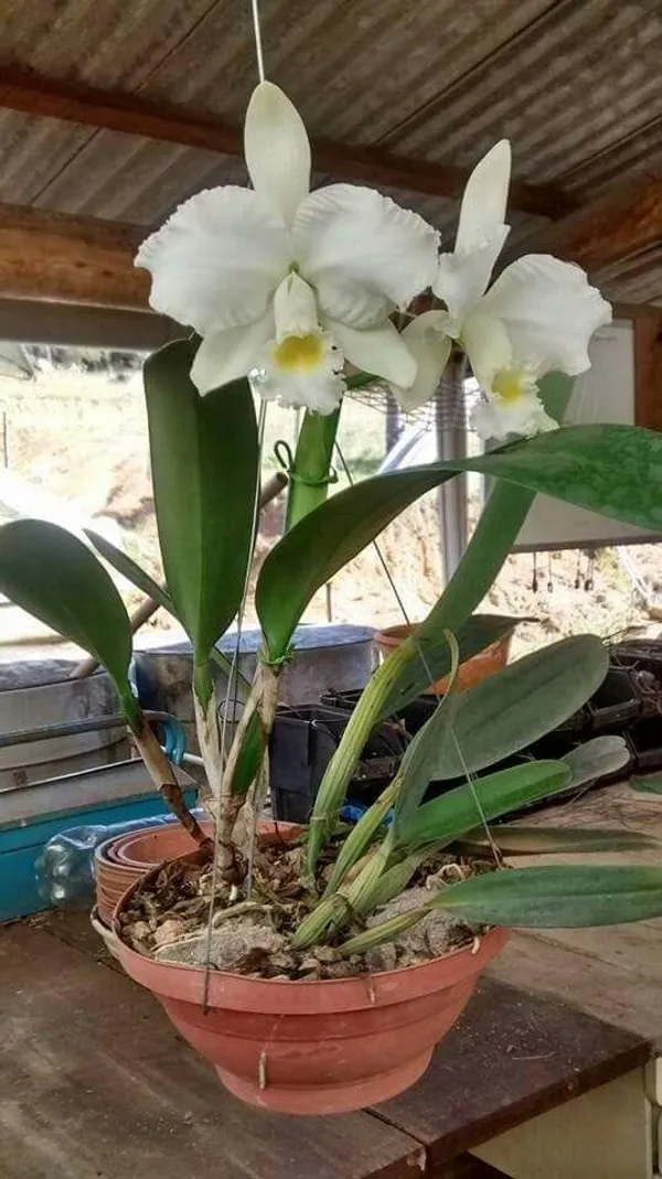 DENDROBIUM_ORCHID_PLANT_(1.5-3_Feet_Height_Pack_Of_1)