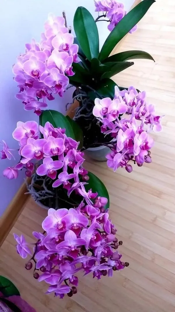 DENDROBIUM_ORCHID_PLANT_BUY_COLOR_(1.5-2_Feet_Height_Pack_Of_1)