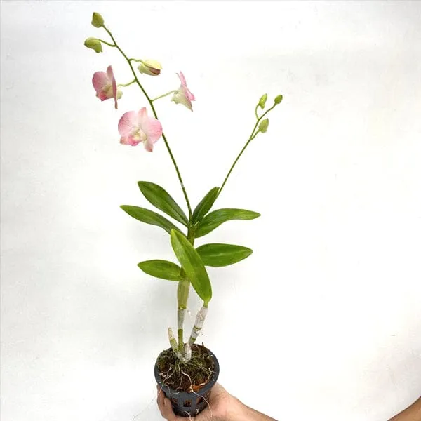 DENDROBIUM_ORCHID_PLANT_BUY_COLOR_8