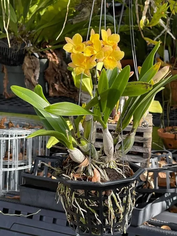 DENDROBIUM_ORCHID_PLANT_BY_COLOR_(Pack_Of_1)