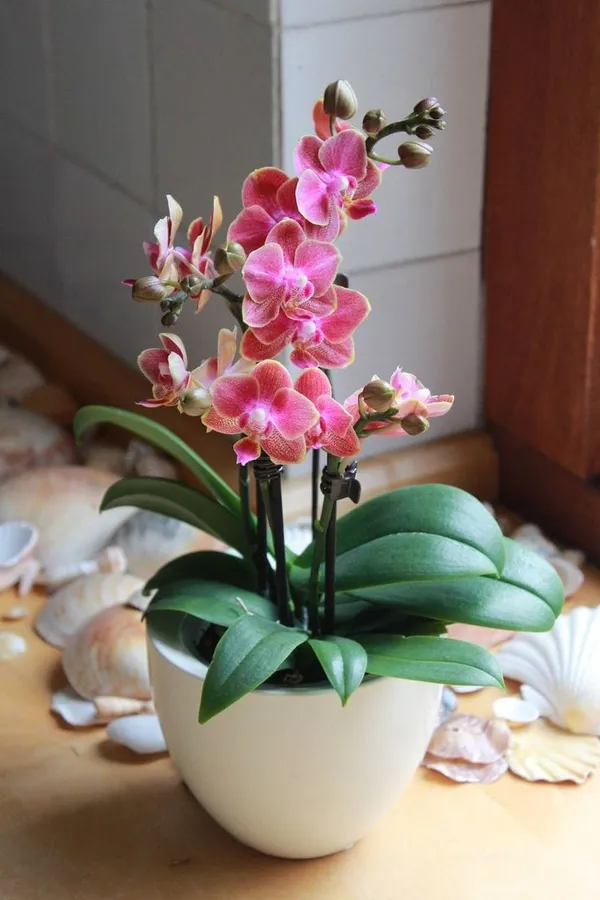 DENDROBIUM_ORCHID_PLANT_BY_COLOR_(1.5-2_Feet_Height_Pack_Of_1)