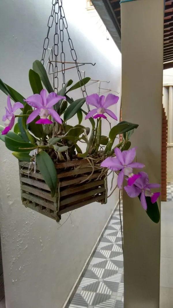 DENDROBIUM_ORCHID_PLANT_BY_COLOR_16