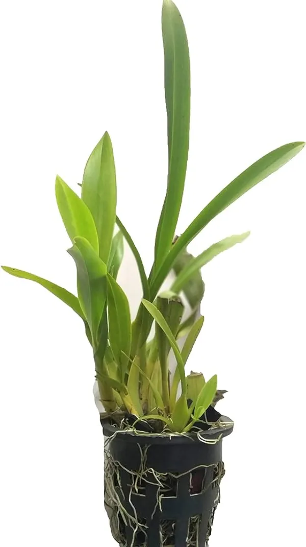 DENDROBIUM_ORCHID_PLANT_BY_COLOR_4