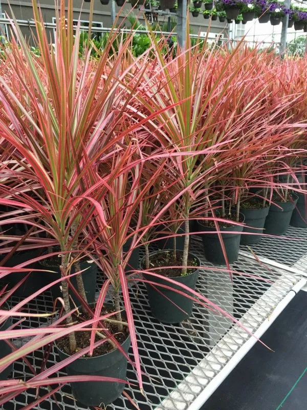 Dracaena_Marginata_Tricolor_Indoor_(1.5-2_Feet_Height_Pack_Of_1)