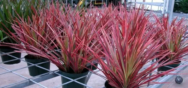 Dracaena_Marginata_Tricolor_Indoor_(1.5-2_Feet_Height_Pack_Of_1)