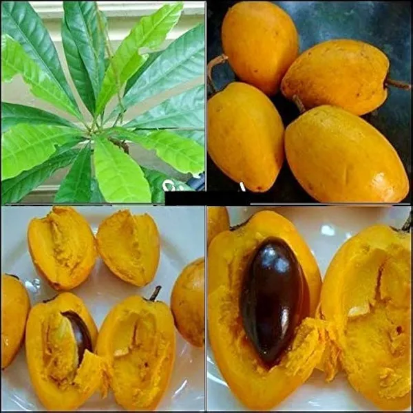 Egg_Fruit_Plant_(1.5-2_Feet_Height_Pack_Of_1)