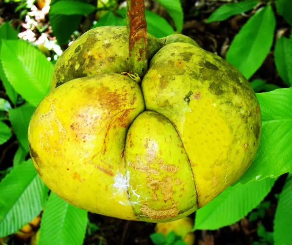 Elephant_Apple_Plant