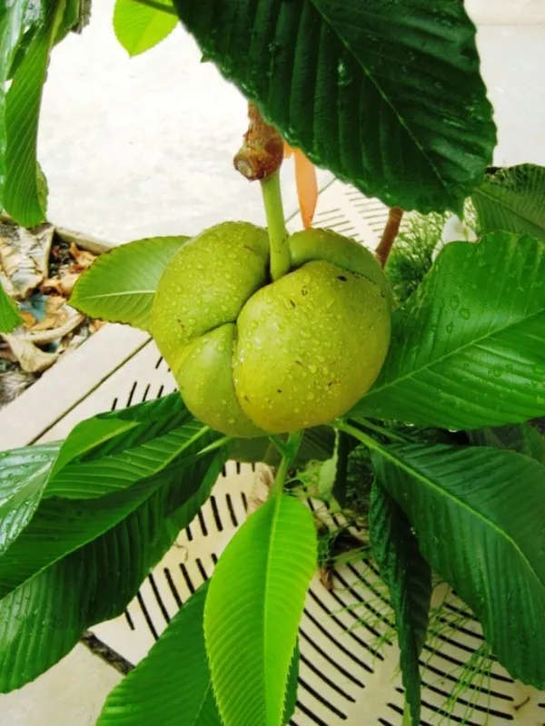 Elephant_Apple_Plant