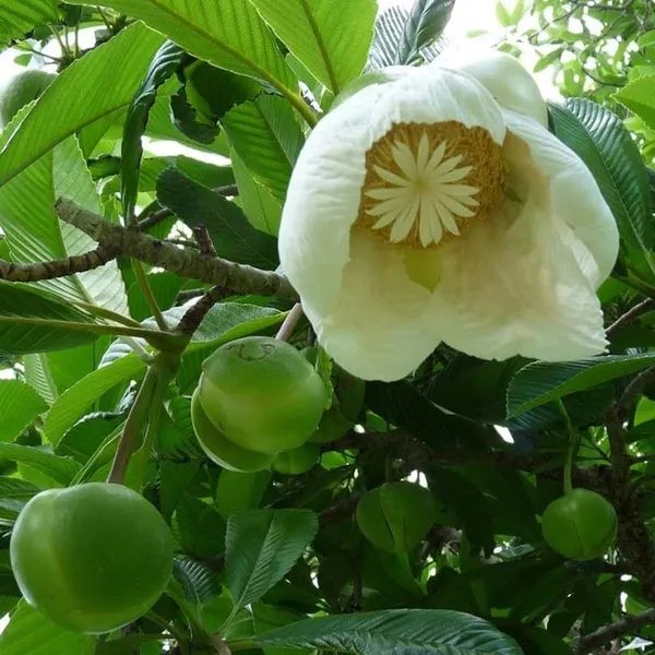 Elephant_Apple_Plant