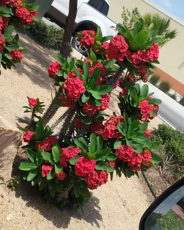 Euphorbia_Red_Flower_Plant