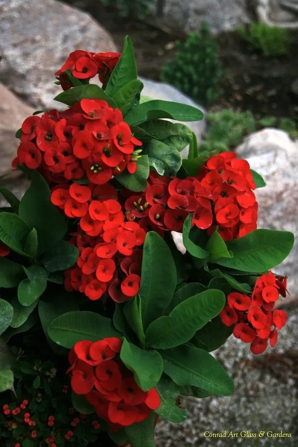 Euphorbia_Red_Flower_Plant
