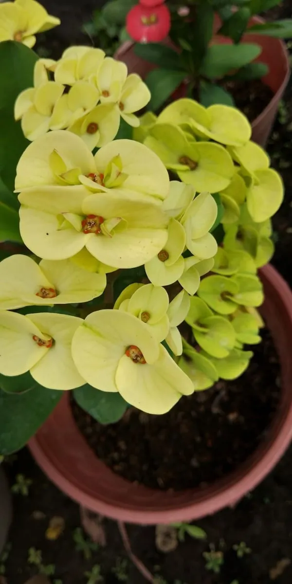 Euphorbia_Yellow_Flower_Plant_(Mili)(1.5-3_Feet_Height_Pack_Of_1)