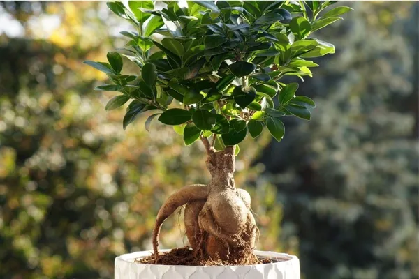 Ficus_Microcarpa_Bonsai