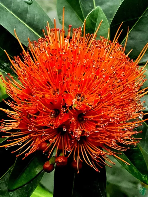 First_Love_Red_Flower_Plant