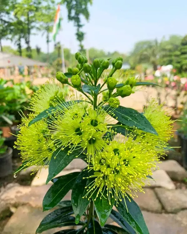 First_Love_Yellow_Flower_Plant