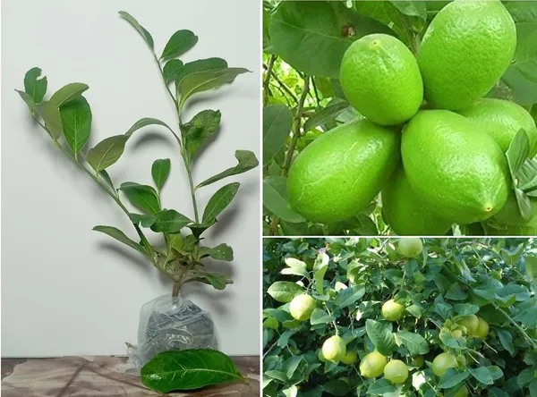 Gandharaj_Lemon_Plant_|_Hybrid_Grafted_Plant_(1.5-3_Feet_Height_Pack_Of_1)
