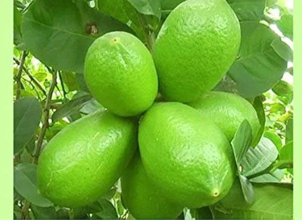 Gandharaj_Lemon_Plant_|_Hybrid_Grafted_Plant_(1.5-3_Feet_Height_Pack_Of_1)