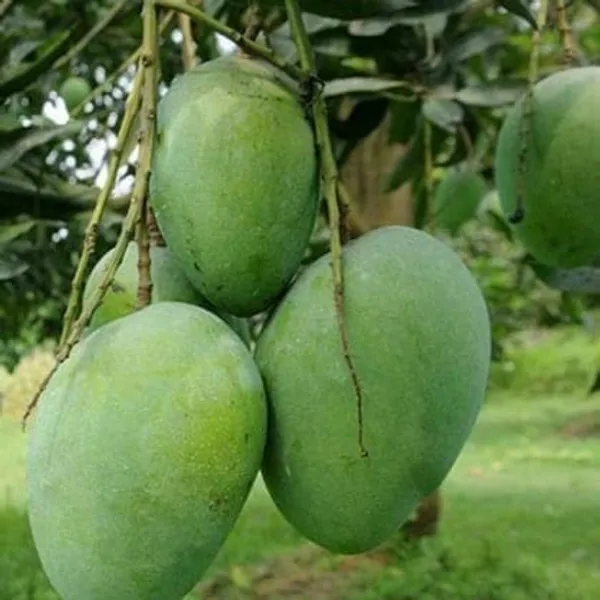 Gobindabhog_Mango_Plant(_Grafting)