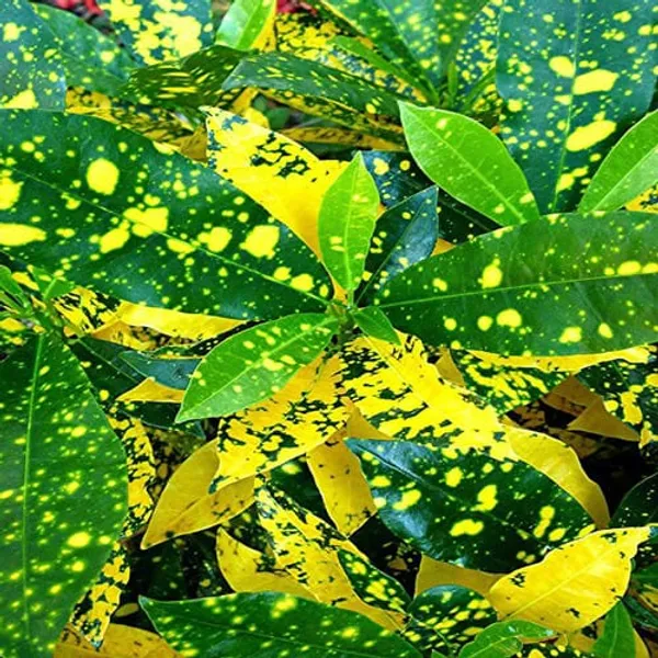 Gold_Dust_Croton_Indoor_Plant_For_Home_(Without_Pot)