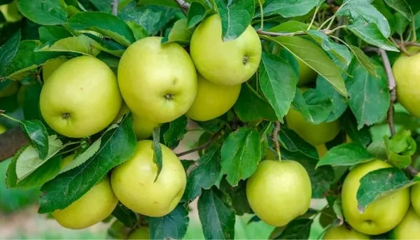 Golden_Grafting_Apple_Plant__(1.5-2_Feet_Height_Pack_Of_1)