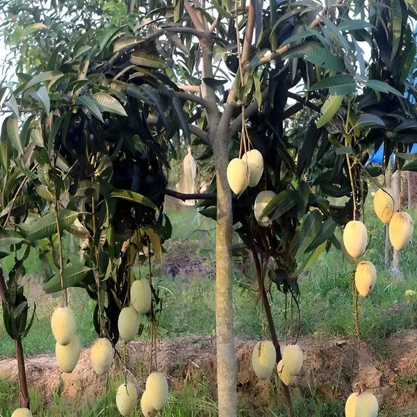 Gourmati_Mango_Grafting_Plant_(1.5-2_Feet_Height_Pack_Of_1)