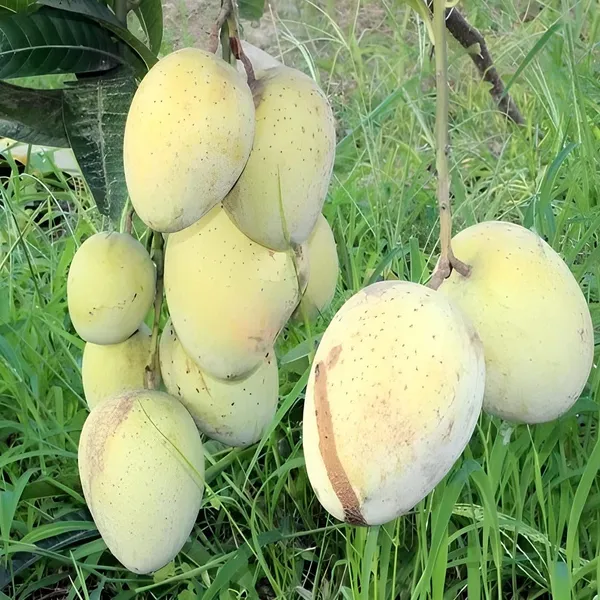 Gourmati_Mango_Grafting_Plant_(1.5-2_Feet_Height_Pack_Of_1)